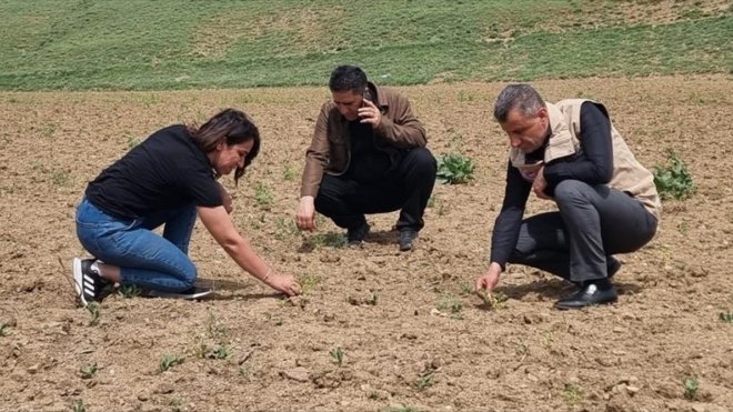 Yüksekova'da tarımda verimin artırılması için saha çalışması yürütülüyor