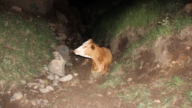 Iğdır'da uçurumdan düşen inek kurtarıldı