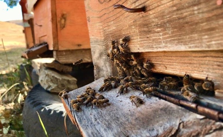 Merakla başladığı arıcılıkta, 70 kovandan binlerce kilo Gülbal üretiyor3