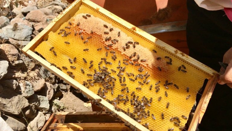 Merakla başladığı arıcılıkta, 70 kovandan binlerce kilo Gülbal üretiyor5