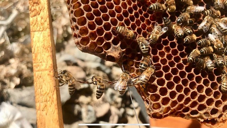 Merakla başladığı arıcılıkta, 70 kovandan binlerce kilo Gülbal üretiyor6