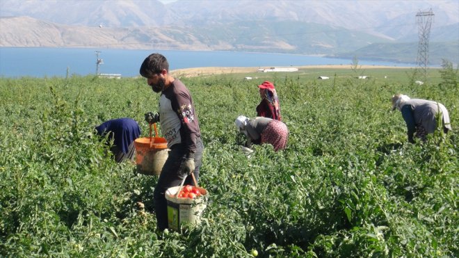 Tatvan'da 17 bin 200 dönüm alanda domates hasadına başlandı