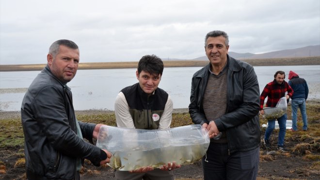 Sarıkamış'ta Asboğa Gölü'ne 15 bin sazan yavrusu bırakıldı