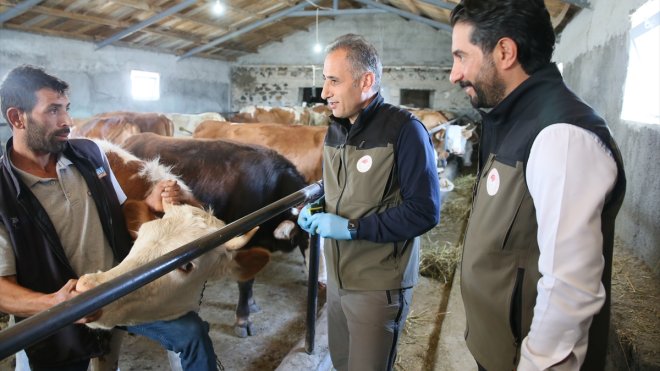 Kars'ta kayıtsız hayvanlara küpe takılıp şap aşısı yapılıyor