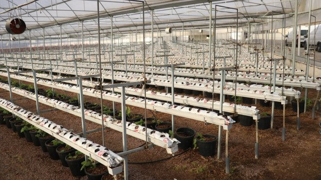 Türkiye yaban mersini üretiminde "Alova Farm" ile dünya pazarına açılacak