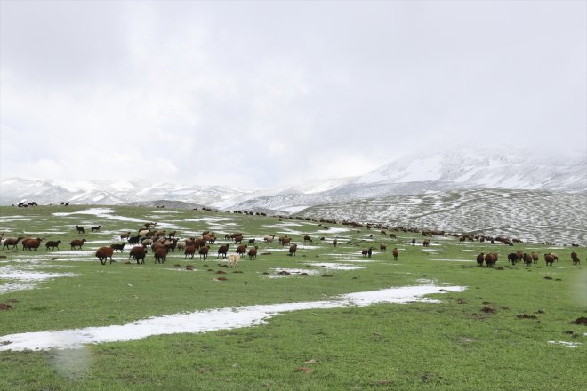 çobanlar bir Ağrı