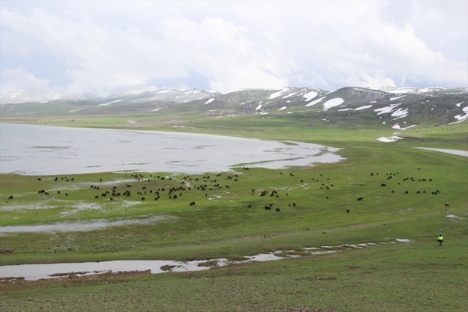 bahar zorlu çobanlar Ağrı