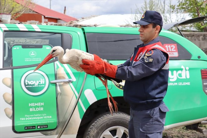 tedavi alındı yaralı doğada leylek altına Ağrı