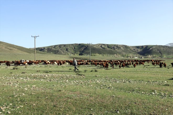 yolculuğu sesleriyle ve zorlu başladı koyun kuzu Ağrı