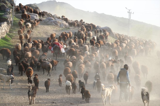 sesleriyle yolculuğu yayla ve kuzu zorlu koyun yankılanan göçerlerin başladı Ağrı