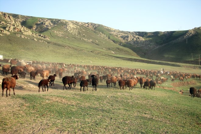 ve kuzu yayla sesleriyle koyun başladı yolculuğu zorlu yankılanan Ağrı