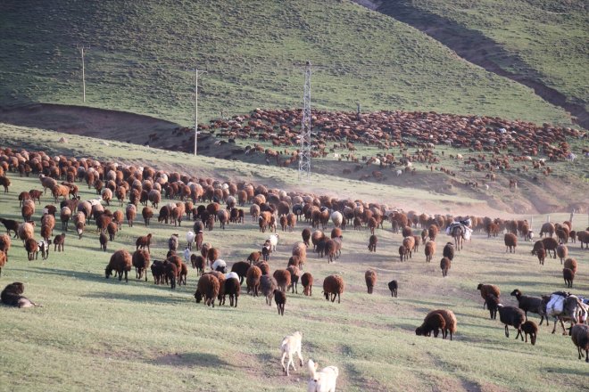 koyun yolculuğu sesleriyle yayla ve başladı Ağrı