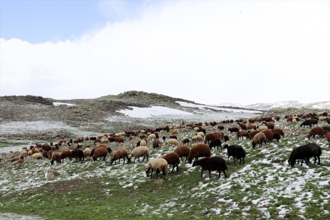 Ağrı