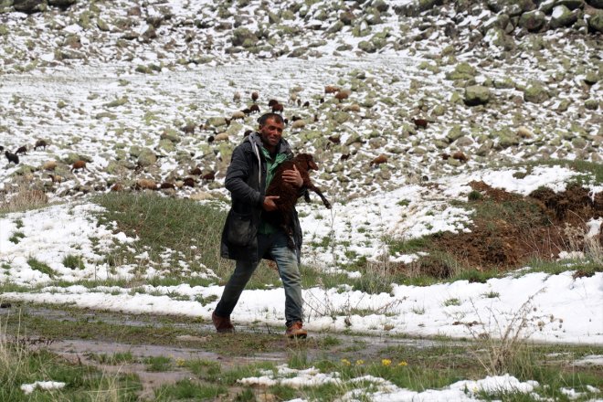 yayla sürüleriyle Ağrı