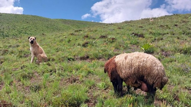 Erzurum'da kayıp Kangal köpeği, arazide doğum yapan koyunla yavrusunu korurken bulundu