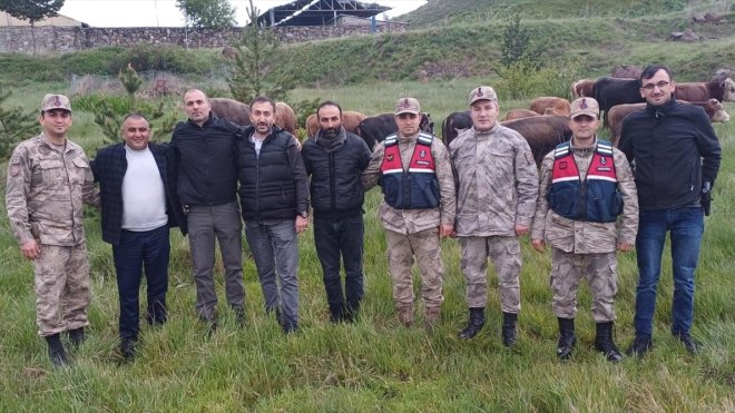 Kars'ta çalınan 12 büyükbaş hayvan Ardahan'da bulundu