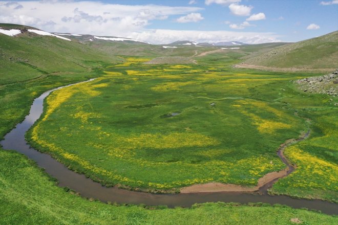 Ağrı'daki menderesler bahar çiçeklerine büründü