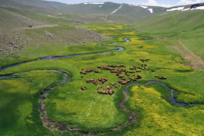 bahar büründü çiçeklerine Ağrı