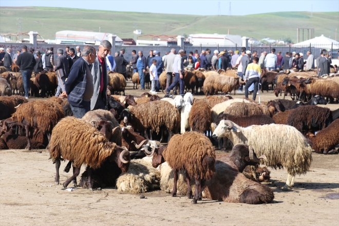 Ağrı Kurban Hayvan Bayramı yaşanıyor yoğunluğu Borsası