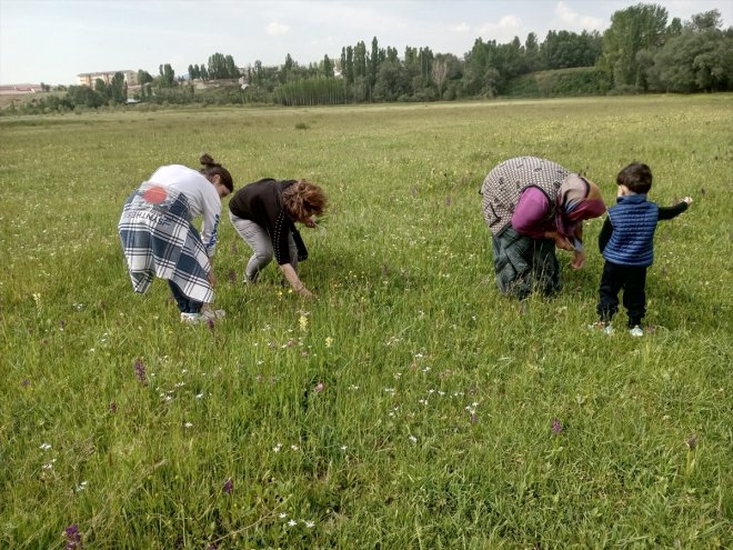 yemekleri Kadınlar - için bitki kış topluyor peynir dağlarda AĞRI ve 4