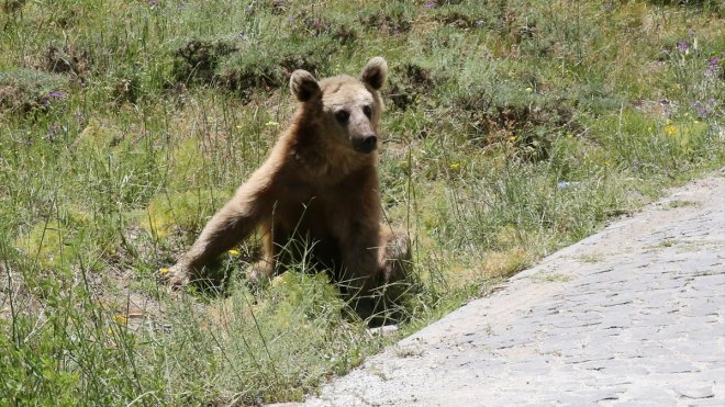 Nemrut Kalderası'nı ziyaret edenler karşılarına çıkan bozayıları görüntülüyor