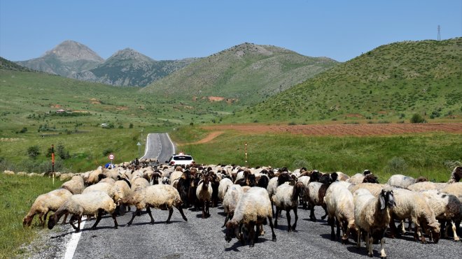 Göçerlerin yaylalara yolculuğu devam ediyor