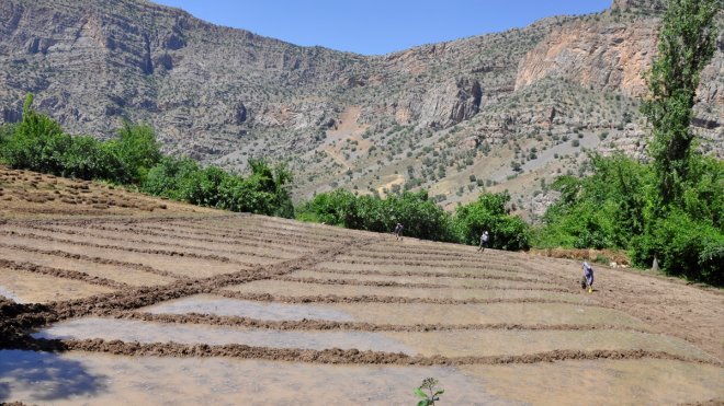 Çukurca'da vatandaşlar çeltik ekimini imece usulüyle yapıyor