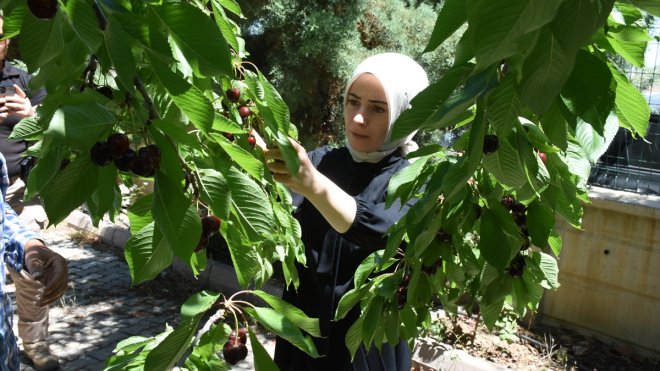 Malatya'da tescilli 'dalbastı' kirazında hasat başladı