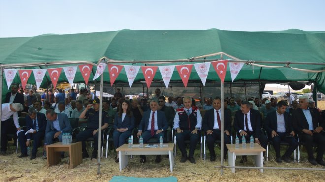 Malatya'da yılın ilk buğday hasadı yapıldı