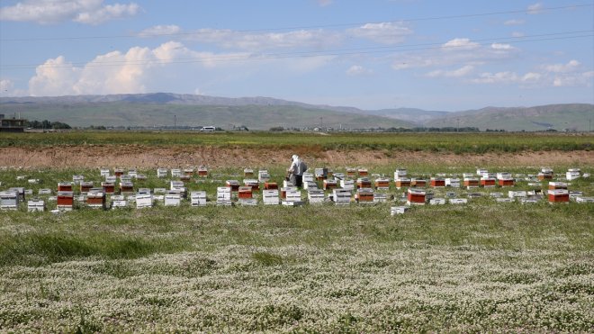 Muş Ovası bu yıl 478 gezgin arıcıyı ağırlıyor