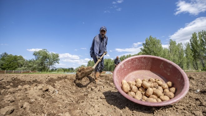 Tunceli'nin köylerinde üreticiler patates ekim mesaisinde