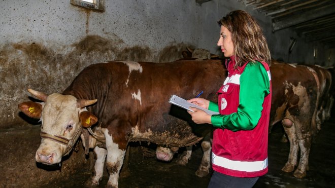 Van'dan batıdaki illere kurbanlık sevkiyatı sürüyor