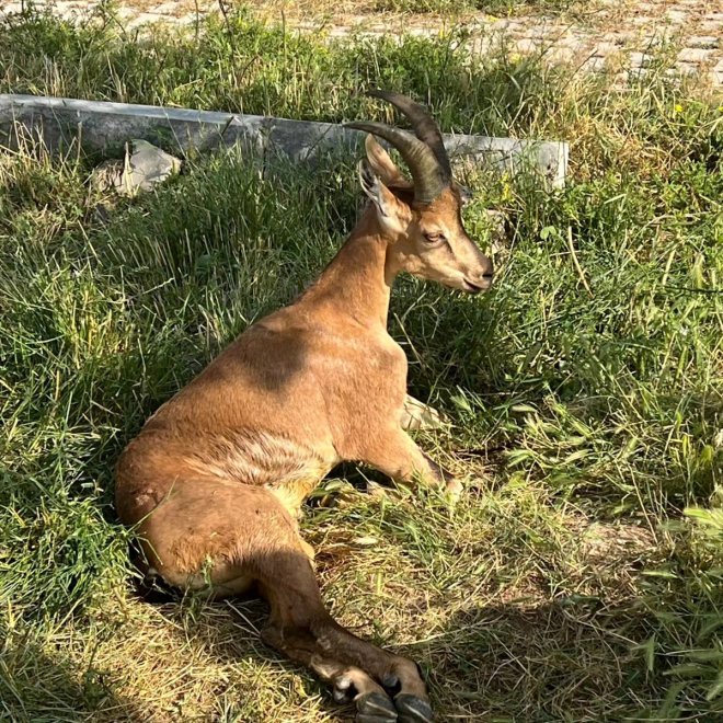 Ağrı'da araç çarpması sonucu yaralanan yaban keçisi tedaviye alındı