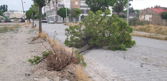 Ağrı'da rüzgar nedeniyle ağaçlar yerinden söküldü