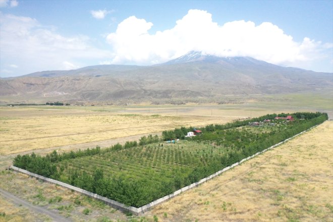 bahçede Dağı Ağrı eteklerindeki kayısı hasadı 2