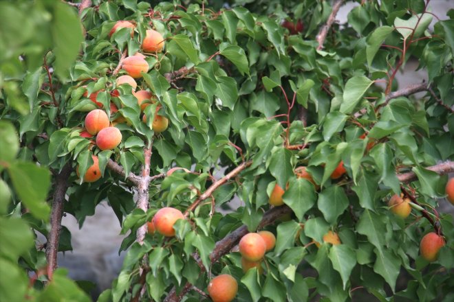 Dağı bahçede kayısı eteklerindeki hasadı Ağrı 12