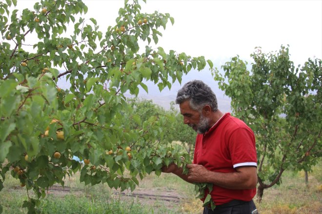 Ağrı kayısı Dağı bahçede eteklerindeki hasadı 16