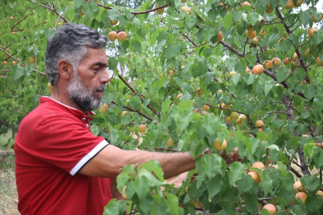 eteklerindeki kayısı Dağı Ağrı bahçede hasadı 17