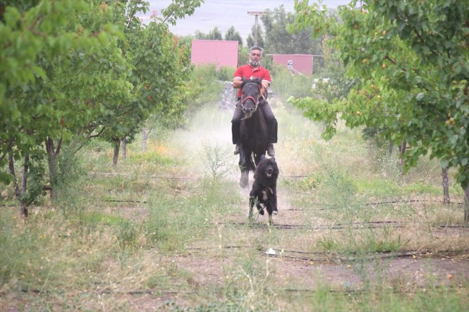 kayısı Ağrı Dağı bahçede hasadı eteklerindeki 18