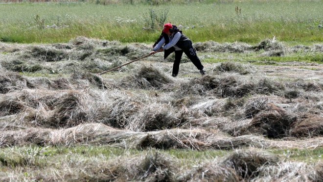 Ardahan'da ot biçme mesaisi başladı