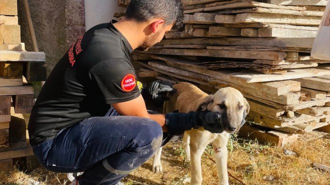 Bingöl'de tahtaların arasına sıkışan köpek kurtarıldı