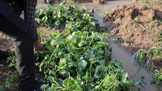 Bingöl'de dolu sebze ve meyve ekili arazide zarara yol açtı