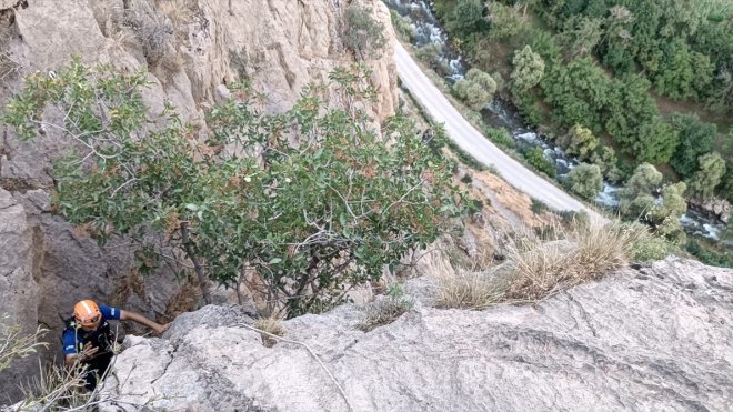 Bitlis'te kayalıklarda mahsur kalan oğlakları AFAD ekipleri kurtardı