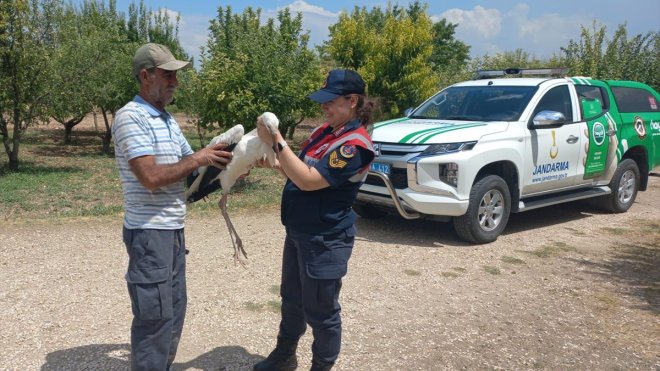 Elazığ'da yaralı bulunan leylek tedavi edilecek