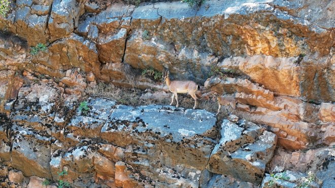 Hakkari'de koruma çalışmaları sayesinde yaban keçisi sayısı artıyor