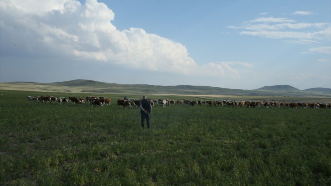 Kars'ta atıl durumdaki 500 dekarlık mera ıslah edilerek hayvancılığa kazandırıldı