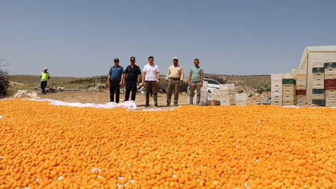 Keban Kaymakamı Atalık kayısı hasadına katıldı