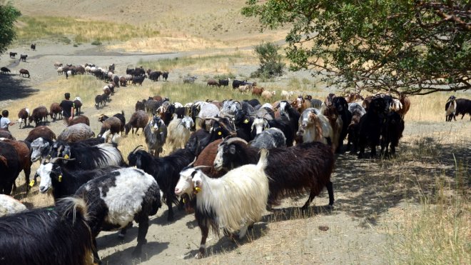 Muş'ta göçerlerin yayla mesaisi sürüyor