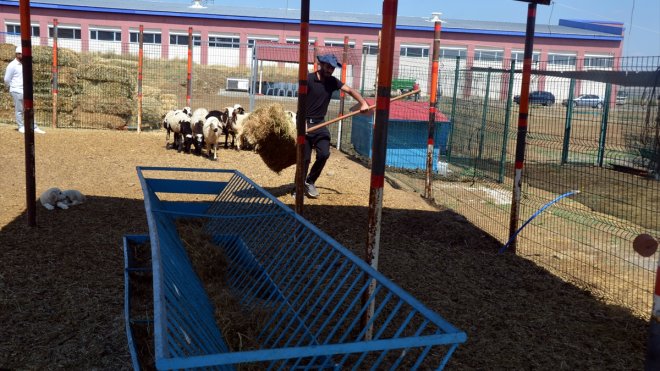 Muş'ta üniversite bünyesinde hayvan çiftliği kuruldu