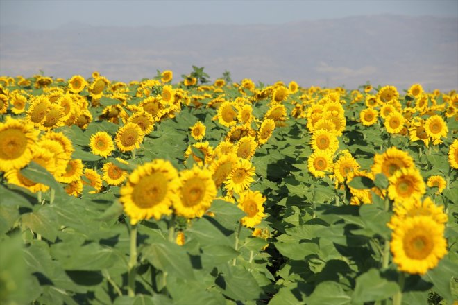 Ağrı'da hasada hazırlanan ayçiçeği tarlaları sarıya büründü